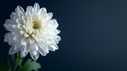 White Flower Funeral Background with Copy Space, Generative AI - obrazy, fototapety, plakaty