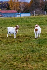 Small green glade with few goats walking and eating at cloudy afternoon