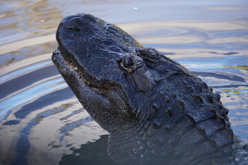 Alligator Kopf ragt aus dem Wasser, Everglades, Florida, Close Up