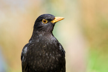 a male common blackbird close-up