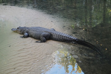 Alligator liegt am Ufer der Everglades, Florida in der Sonne