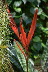 フリーセア・スプレンデンス