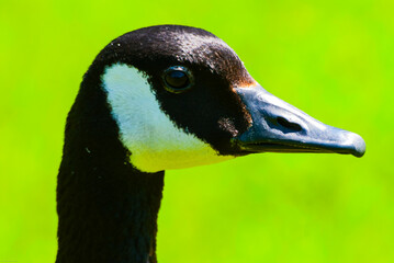 Close up portrait of a Canada Goose (Branta canadensis).  Head and neck only.