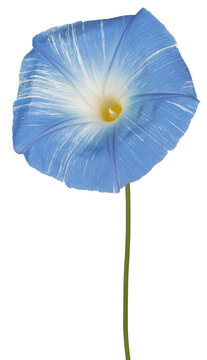 ipomoea flower isolated
