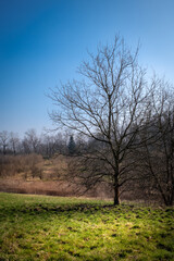 Obraz na płótnie Canvas Samotne drzewo na łące bez liści
