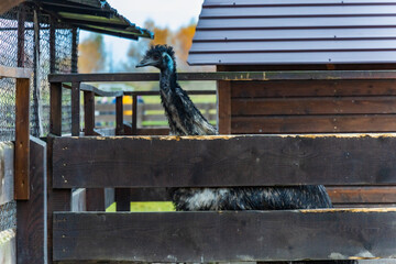Beautiful high black ostrich at small farm looking around from behind small wooden fence