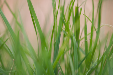 green grass
