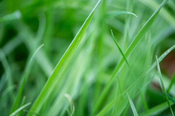 green grass background