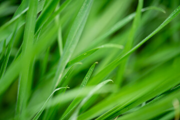 green grass with dew
