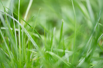 grass background, abstract background with green grass, textured of grass, focus on the grass