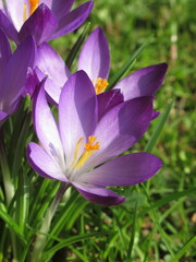 Zbliżenie na fioletowe kwiaty krokusa © Kumulugma