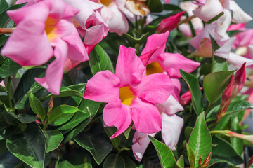 Mandevilla is a genus of tropical and subtropical flowering vines belonging to the family...
