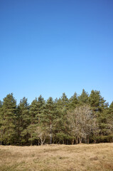 Photo of trees against the blue sky. - 754520030