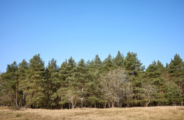 Photo of trees against the blue sky.