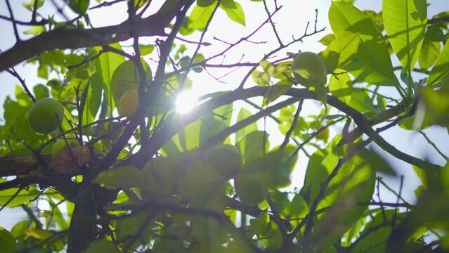 Lemons growing on tree, sunlight filtering through leaves in 4k slow motion 120fps