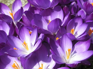 Zbliżenie na fioletowe kwiaty krokusa