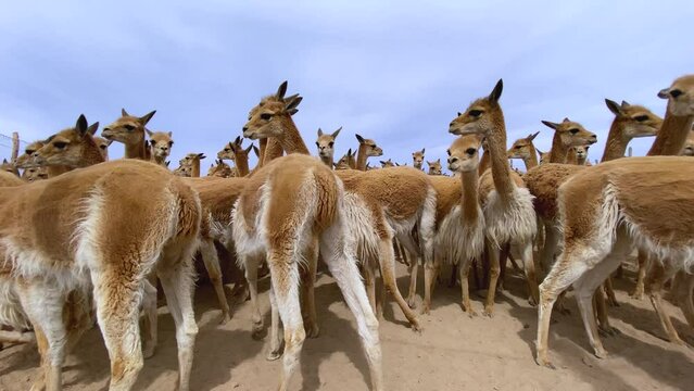 Vicu&ntilde;as merodeando en un corral capturado