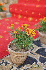 flowers in a pot