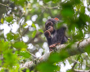 Chimp in a Tree with Fig