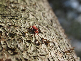 Zbliżenie na pajączka z gatunku Trombidium holosericeum