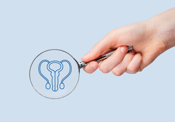 Male reproductive system anatomy, study through magnifying glass