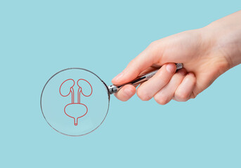 Kidneys and urinal bladder, urinary system, study through magnifying glass