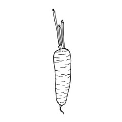Sketch,doodle carrot root vegetable.Vector graphics.Vector graphics.