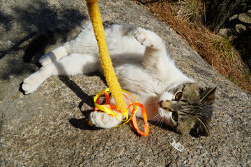  cat and a toy