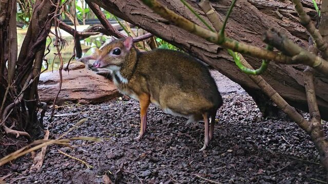 Close up of a javan mouse deer hiding under a tree on a sunny day 