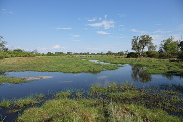 Fototapeta na wymiar Landscape in the Okavango Delta on Safari