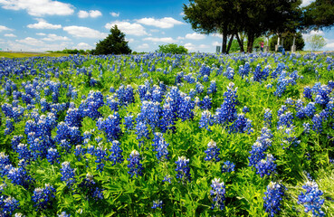 Texas Bluebonnet	field