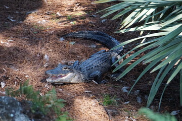 Alligator Jungtier mit geöffnetem Maul in den Everglades, Florida