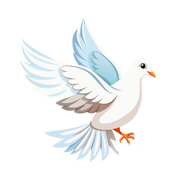 White pigeon dove on white background
