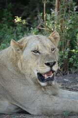 Male lion in the Okavango Delta after feeding on a Buffalo Kill