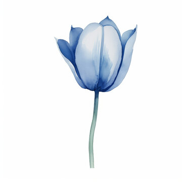 Elegant Blue Tulip Watercolor Illustration

