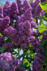 branch of purple lilac against a background of blue and clear sky, ornamental bushes blooming in early spring