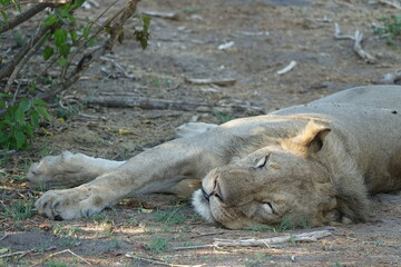 Naklejka na ściany i meble Male lion in the Okavango Delta after feeding on a Buffalo Kill