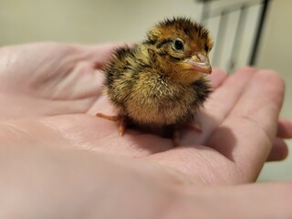 quail chick in hand