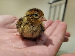 quail chick in hand