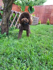 poodle puppy playtime in the garden