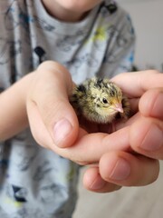 quail chick in hand