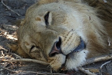 Male lion in the Okavango Delta after feeding on a Buffalo Kill