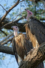 Vulture in the Okavango Delta
