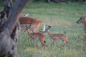 Impala in the Okavango Delta with Babies