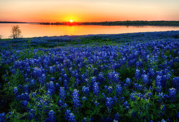 Texas Bluebonnet	Field at Sunset
