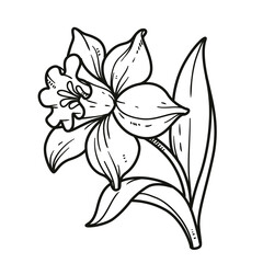 Narcissus flower for coloring book linear drawing isolated on white background