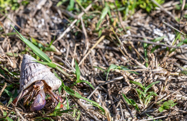 Hermit crab in vegetation at Dry Tortugas National Park 