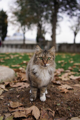 Wild cat in Istanbul with green eyes