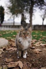 Naklejka na ściany i meble Wild cat in Istanbul with green eyes