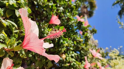 pink flowers